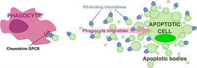 Chemokines and phosphatidylserine: New binding partners for apoptotic cell clearance